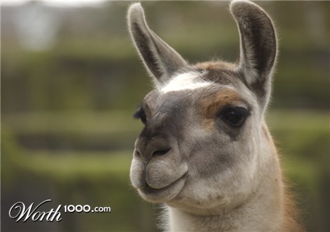 Photography by bvanderhofstede