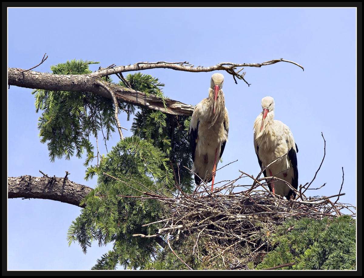 Fotografía por darynman para DesignCrowd (Community Contests) | Diseño #8944070