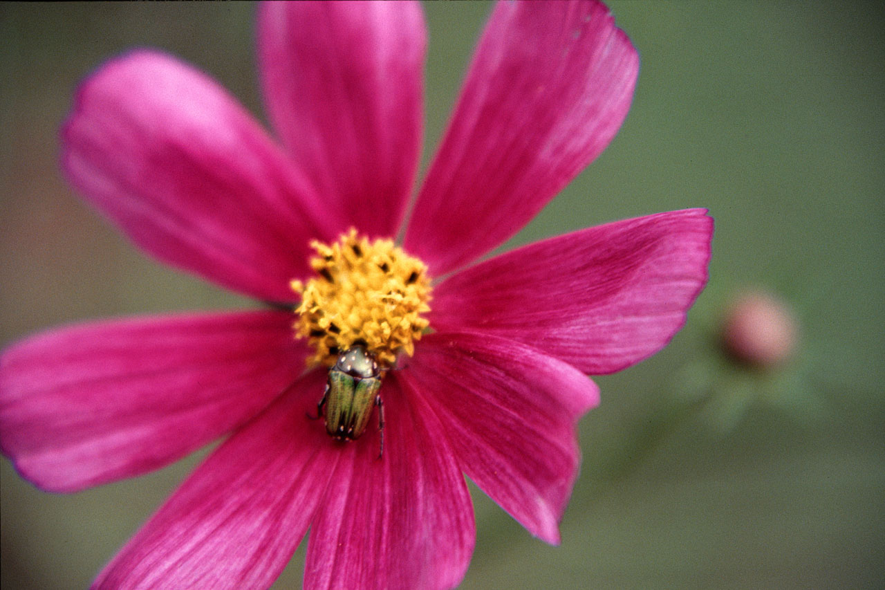 Photography by phoneymoon for DesignCrowd (Community Contests) | Design #8947029