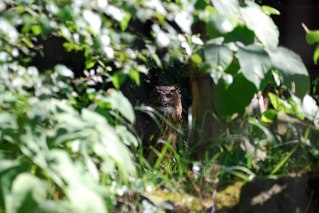 Fotografía por mush2274 para DesignCrowd (Community Contests) | Diseño #8941150