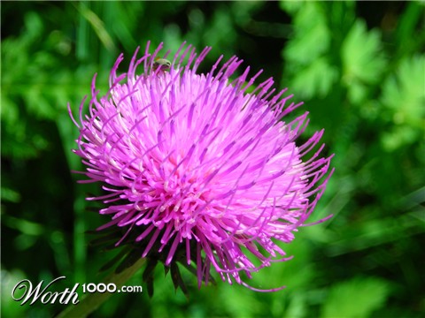 Photography by Fraxav