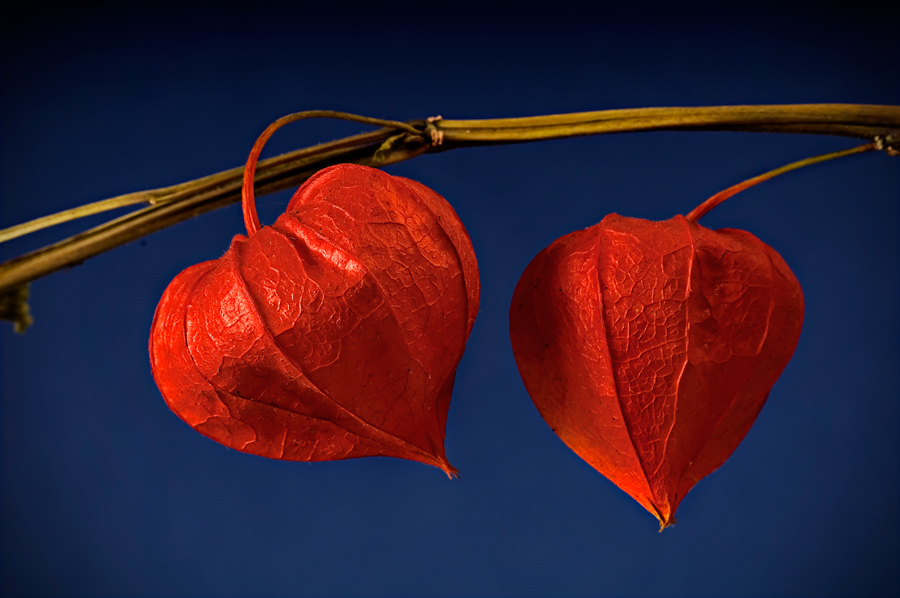 Photography by frankacaba for DesignCrowd (Community Contests) | Design #8943980