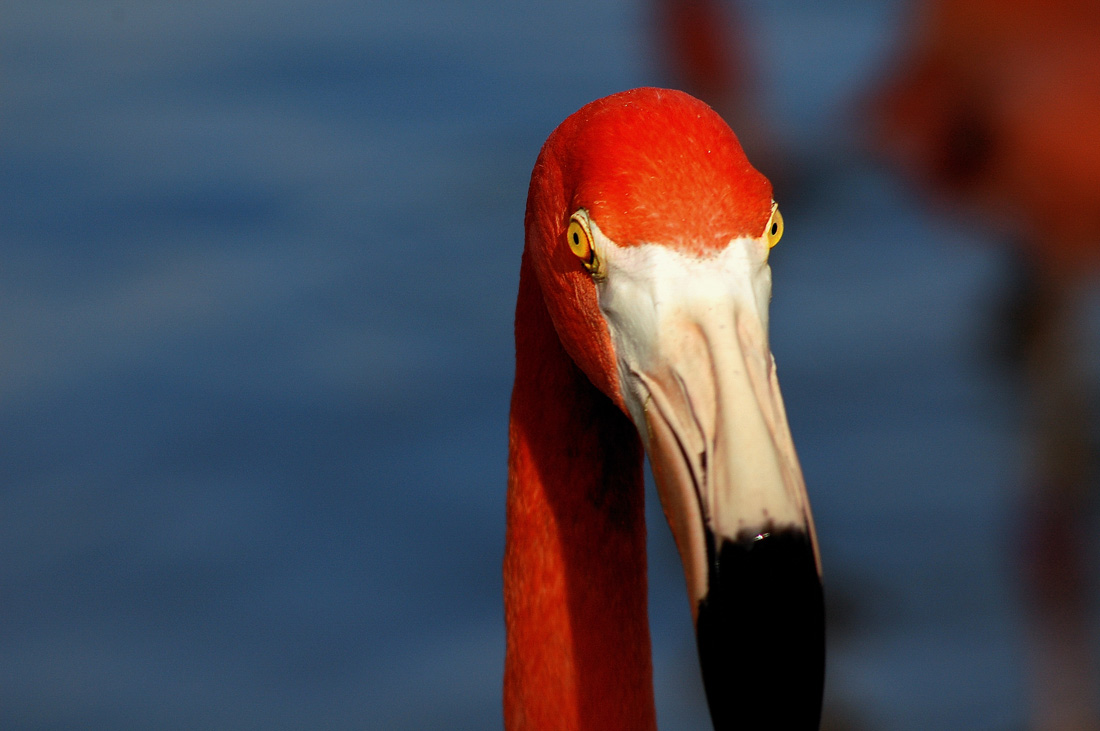 Photography by margold for DesignCrowd (Community Contests) | Design #8941212