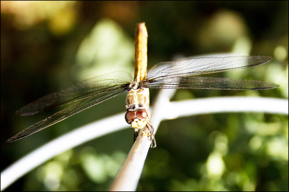 Photography by Rhiannonsmommy for DesignCrowd (Community Contests) | Design #8947236