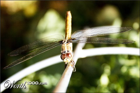 Photography by Rhiannonsmommy