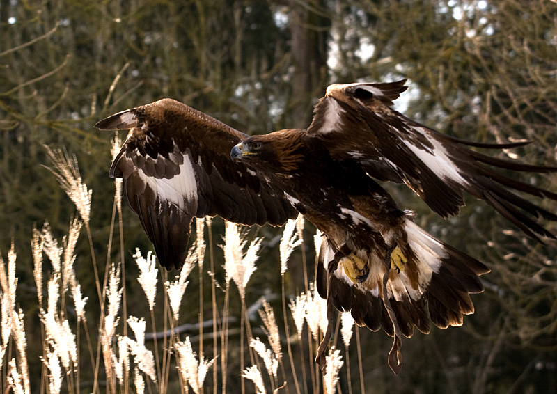 Photographie par Allinav pour DesignCrowd (Community Contests) | Design #8941251