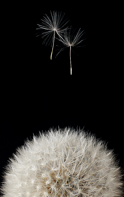 Photography by cl_UK for DesignCrowd (Community Contests) | Design #8943972