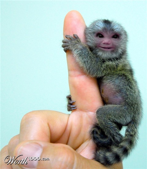 Photoshop Design by snakebit