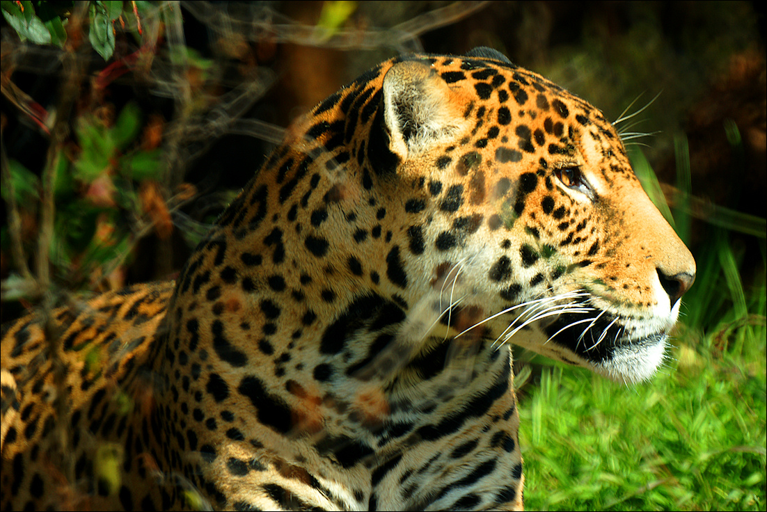 Photography by Francoise for DesignCrowd (Community Contests) | Design #8941111
