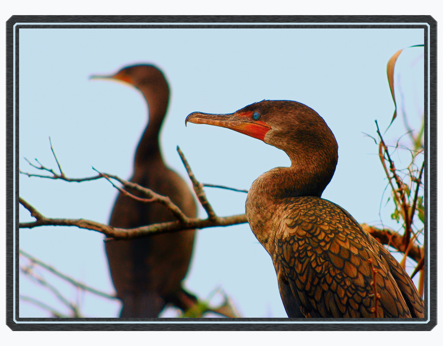 Fotografie von margold für DesignCrowd (Community Contests) | Design #8944074