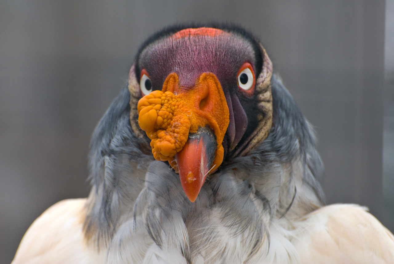 Fotografie von Snakeyesman für DesignCrowd (Community Contests) | Design #8941202