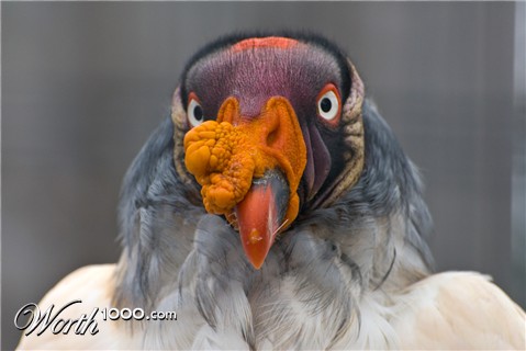 Photography by Snakeyesman