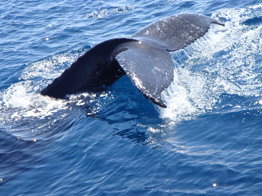 Photography by tilley441 for DesignCrowd (Community Contests) | Design #8941289