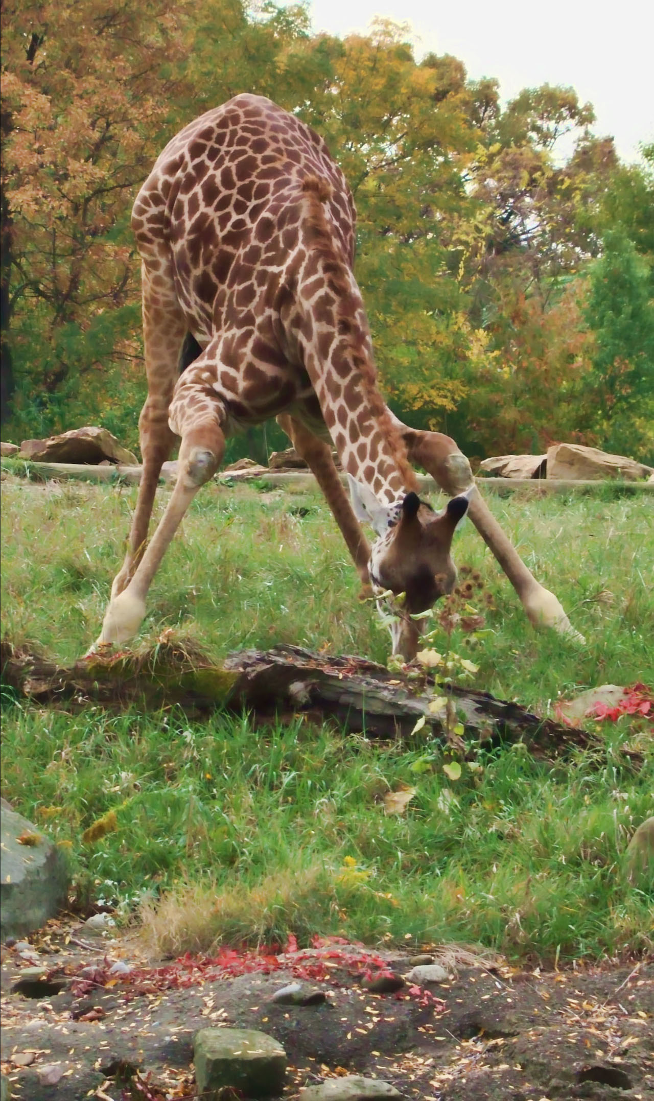 Photography by ozzy11340 for DesignCrowd (Community Contests) | Design #8941280