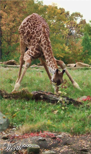 Photography by ozzy11340