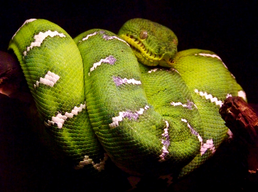 Photographie par dinosaur pour DesignCrowd (Community Contests) | Design #8941397