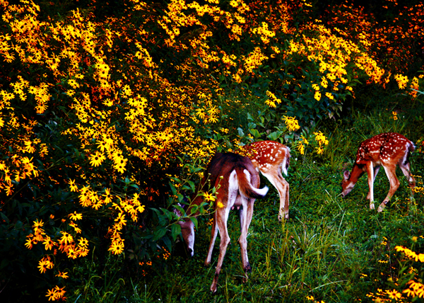 Photographie par brdispatch05 pour DesignCrowd (Community Contests) | Design #8941379