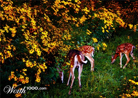 Photography by brdispatch05