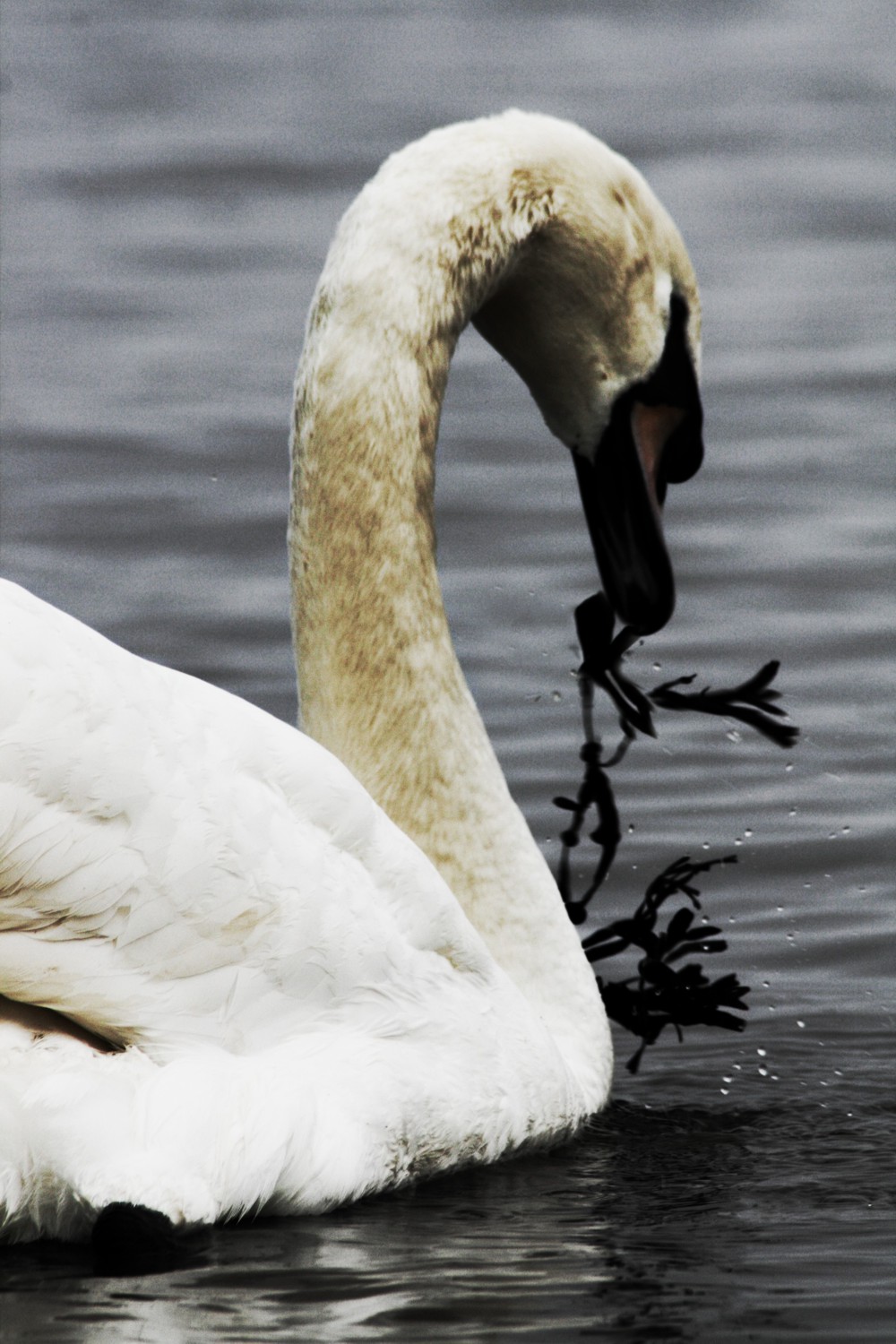 Photography by NikiLawrence for DesignCrowd (Community Contests) | Design #8941443