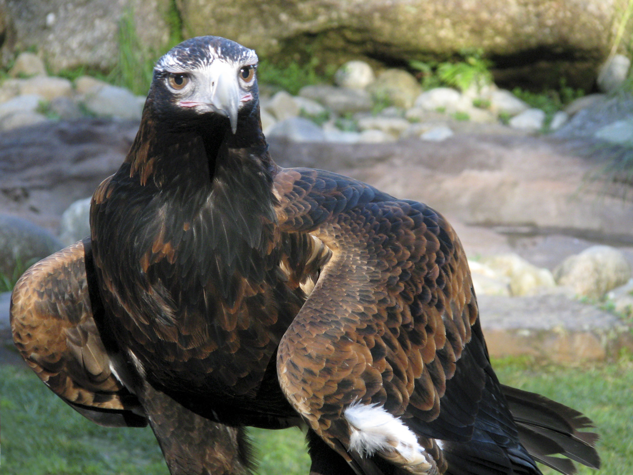 Photographie par Swish1940 pour DesignCrowd (Community Contests) | Design #8941335