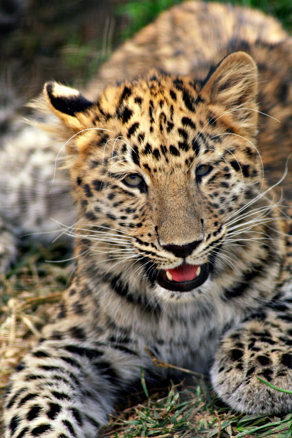 Photography by thravens for DesignCrowd (Community Contests) | Design #8941375