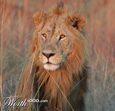 Photography by dc233384