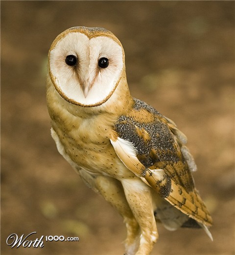 Photography by suram8456