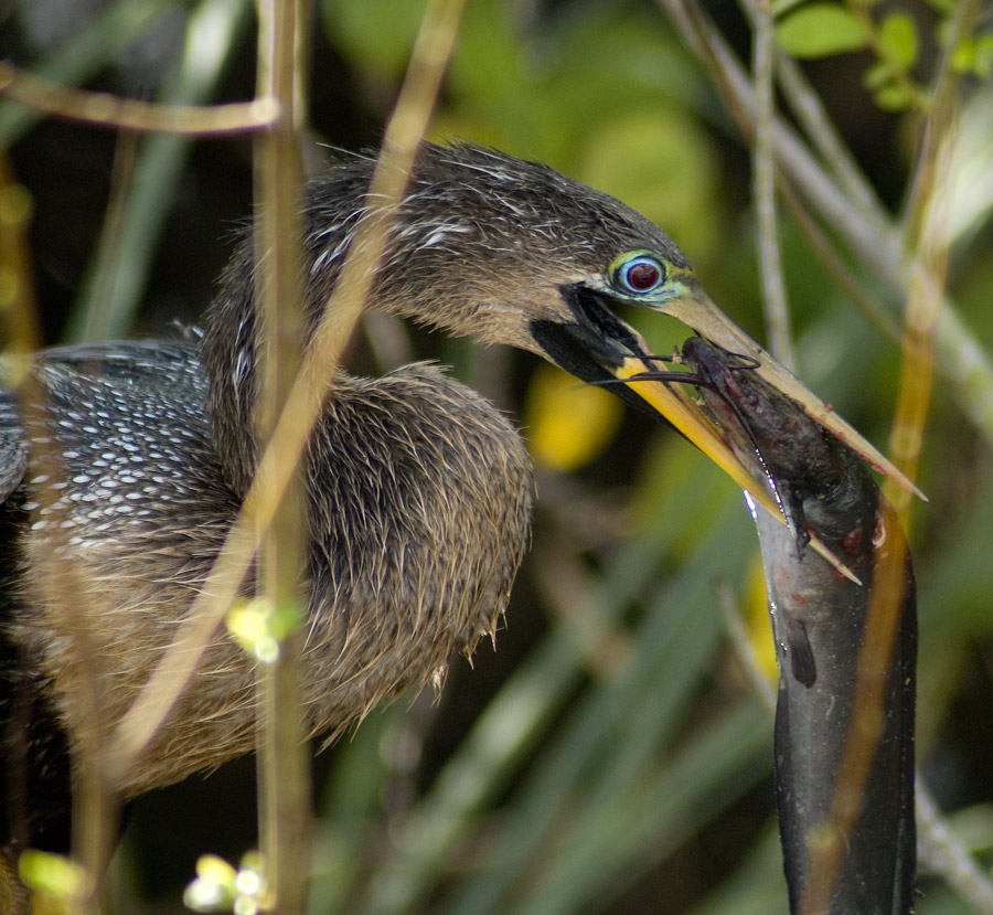 Photography by georgethedog for DesignCrowd (Community Contests) | Design #8941303