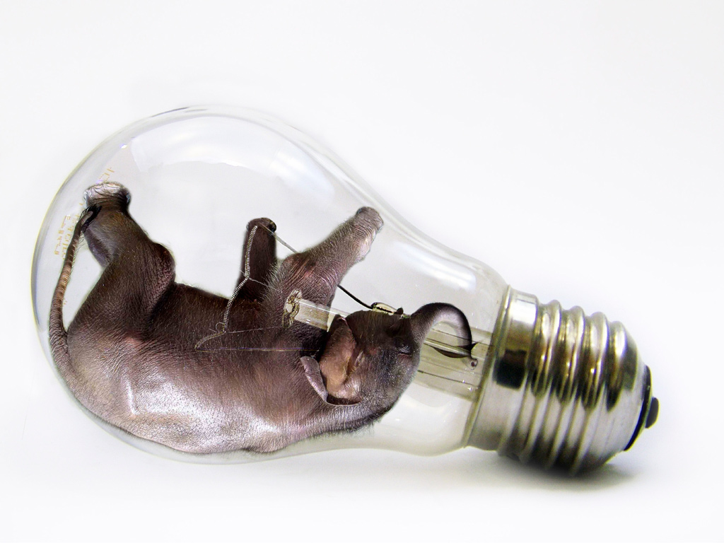 Photoshop Design by stellio for DesignCrowd (Community Contests) | Design #8944578