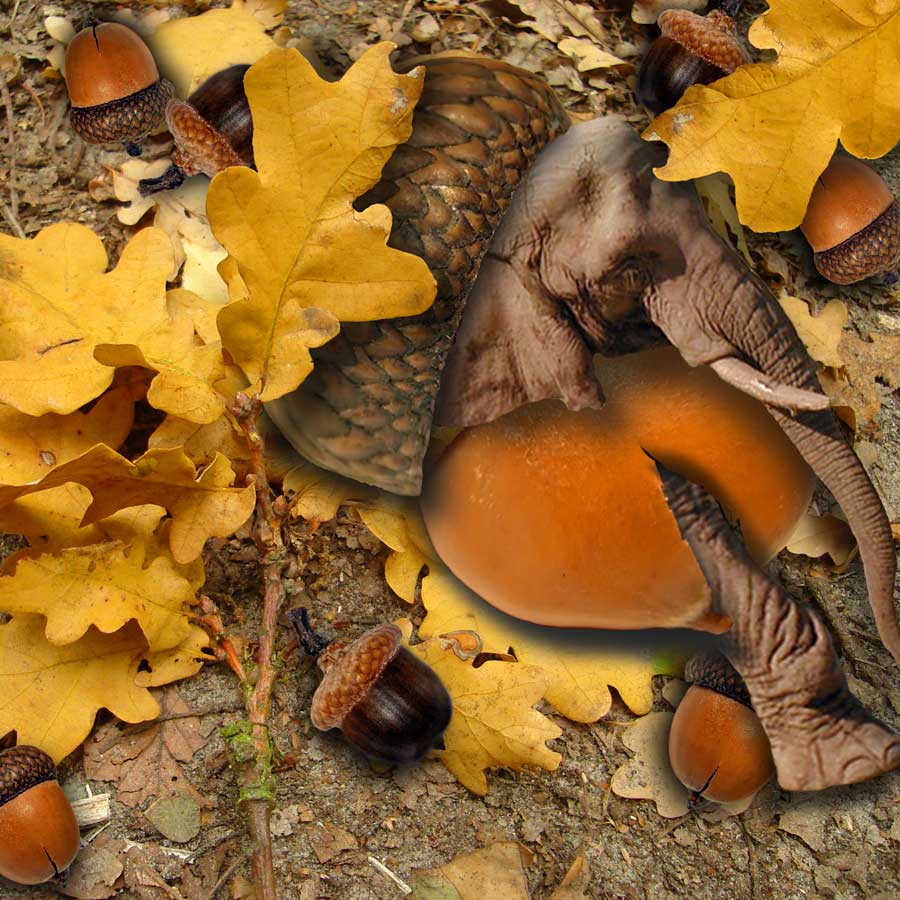 Design Photoshop par janefrog pour DesignCrowd (Community Contests) | Design #8944727