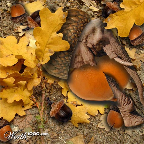 Photoshop Design by janefrog