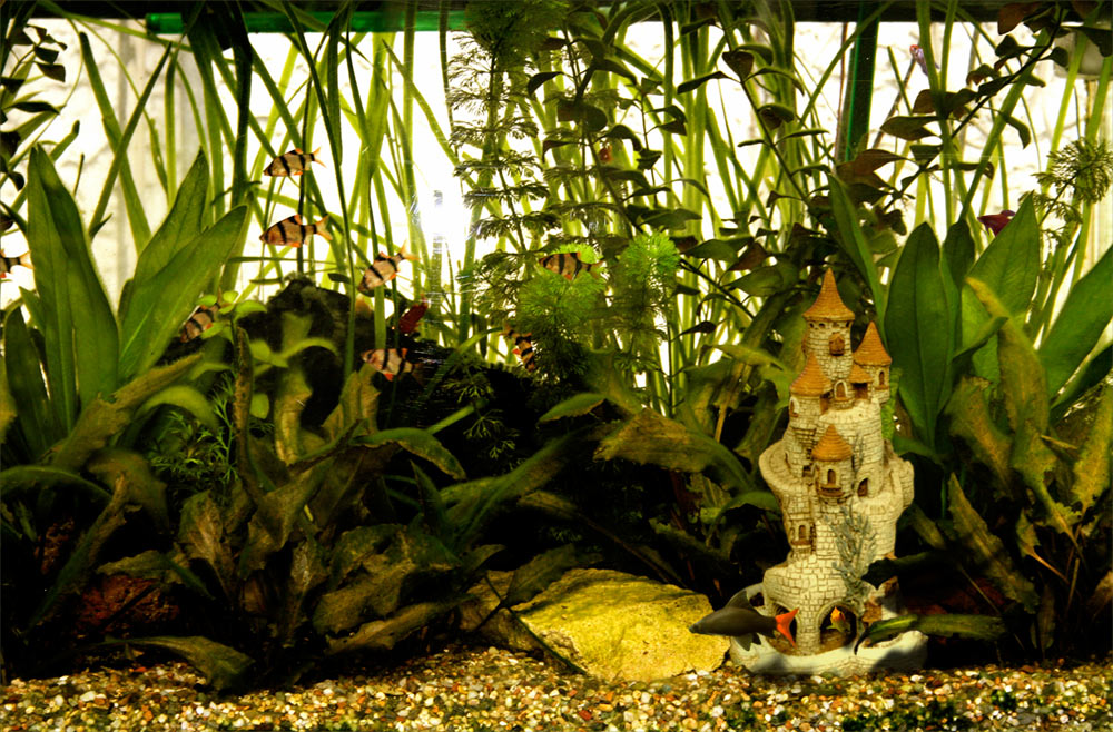 Photoshop Design by tammuz for DesignCrowd (Community Contests) | Design #8946369