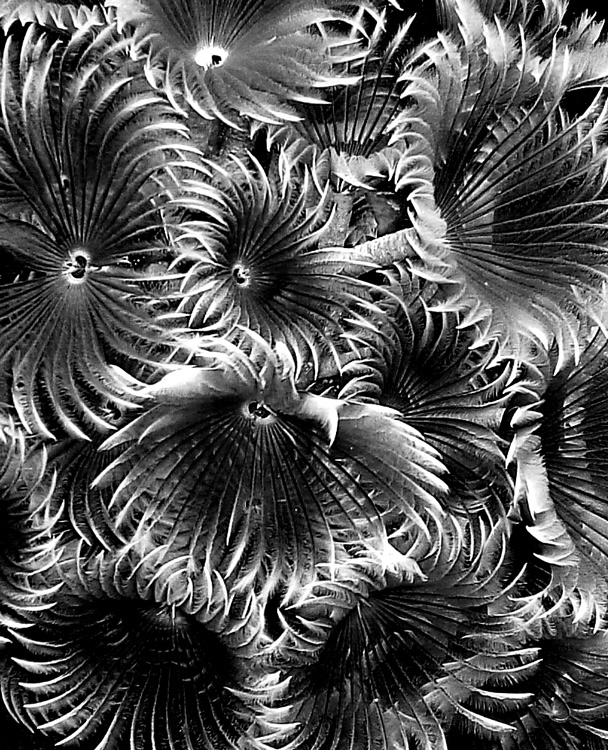 Photography by mangoslushy for DesignCrowd (Community Contests) | Design #8941790