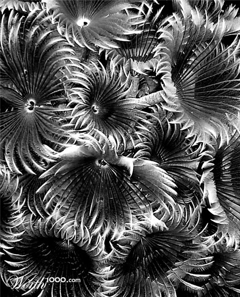 Photography by mangoslushy