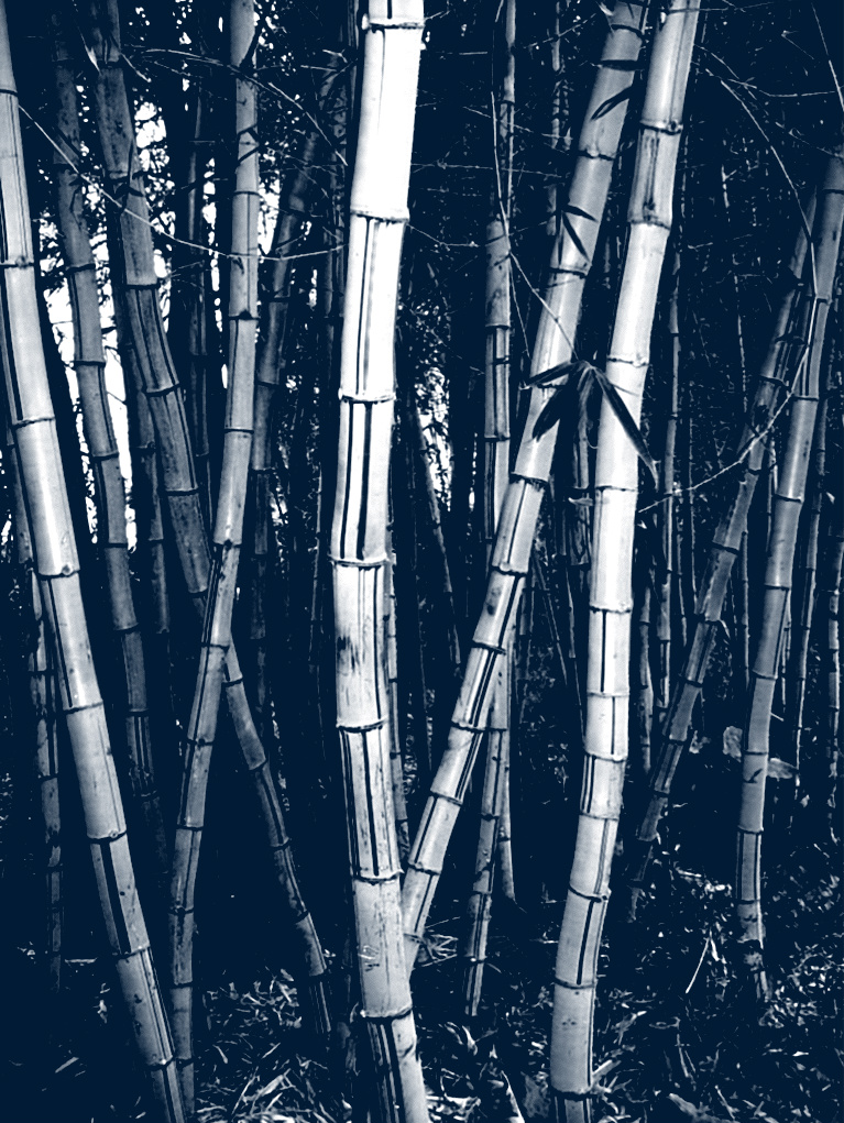Photography by MeltedIce12 for DesignCrowd (Community Contests) | Design #8941848