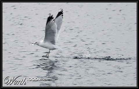 Photography by suram8456