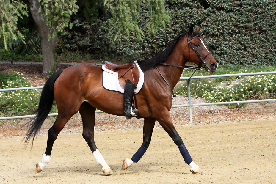 Fotografía por lilhorseebabee para DesignCrowd (Community Contests) | Diseño #8938660