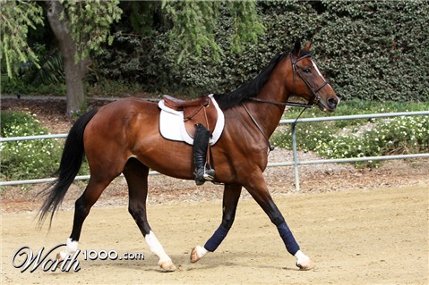 Photography by lilhorseebabee