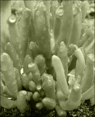 Photography by Alphaccino for DesignCrowd (Community Contests) | Design #8941844