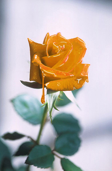 Photoshop Design by nelsonjoey for DesignCrowd (Community Contests) | Design #8947069