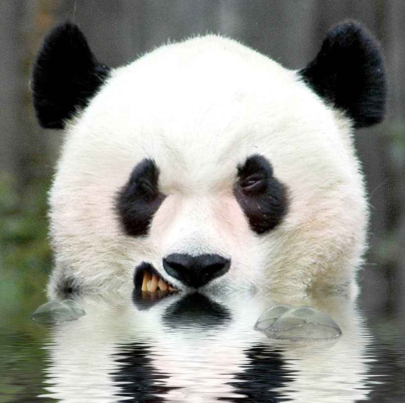 Photoshop Design by fakemana for DesignCrowd (Community Contests) | Design #8946950