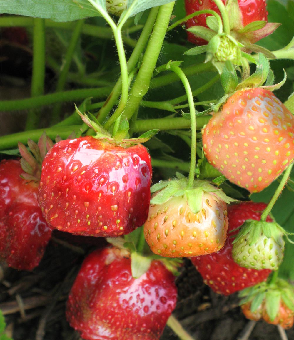 Design Photoshop par stormr pour DesignCrowd (Community Contests) | Design #8942418