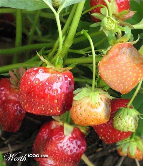 Photoshop Design by stormr