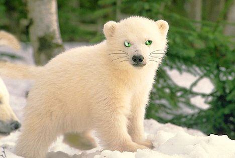 Photoshop Design by Plushiesuzie for DesignCrowd (Community Contests) | Design #8947000