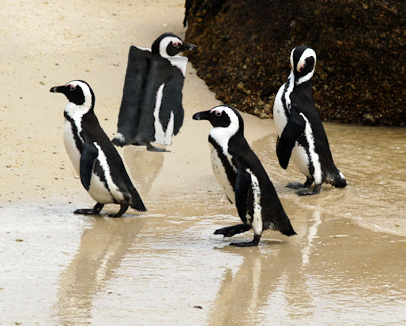 Design Photoshop par BobT55 pour DesignCrowd (Community Contests) | Design #8942441