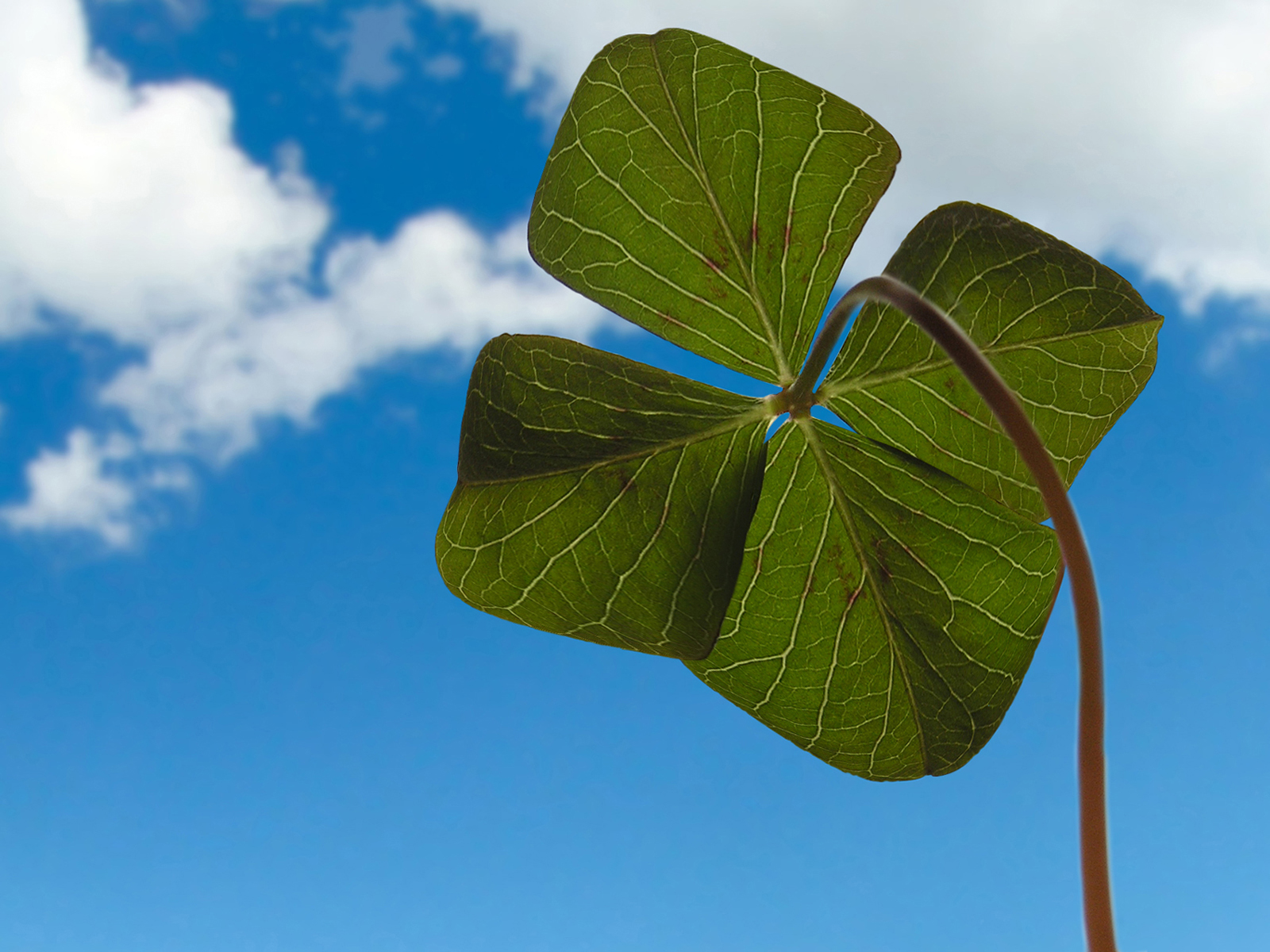 Photoshop Design by Paul Hanson for DesignCrowd (Community Contests) | Design #8942579