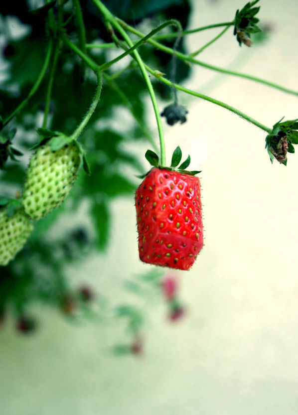 Diseño de Photoshop por Roari1986 para DesignCrowd (Community Contests) | Diseño #8942476