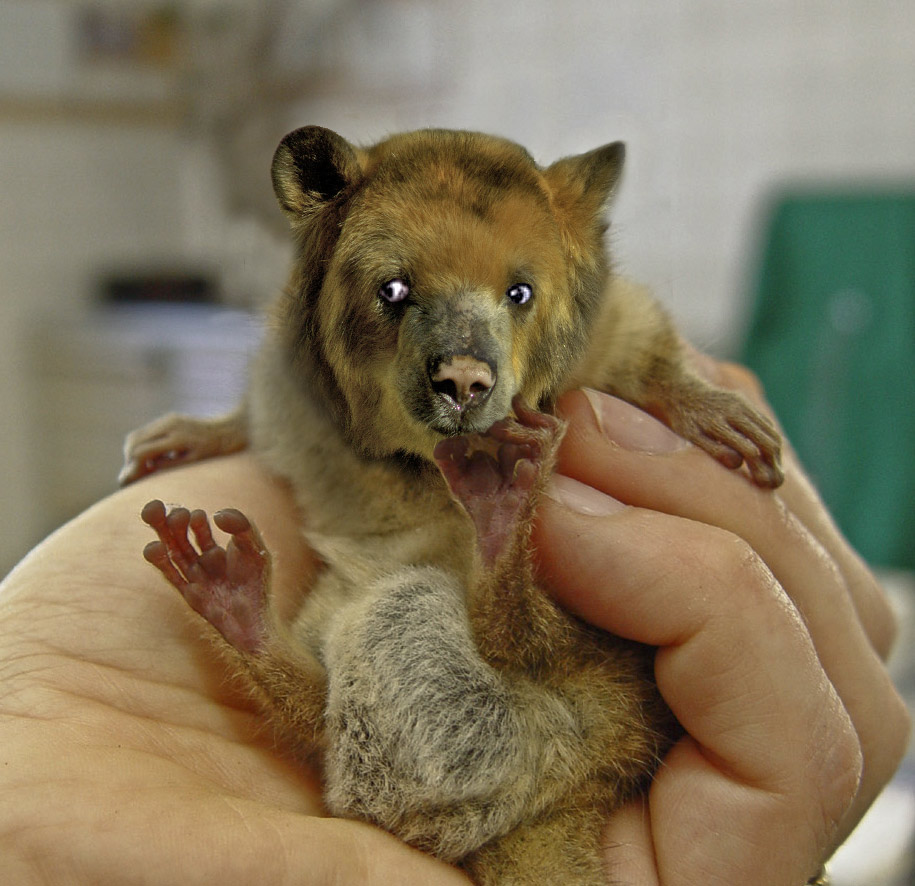 Design Photoshop par underworth pour DesignCrowd (Community Contests) | Design #8947028