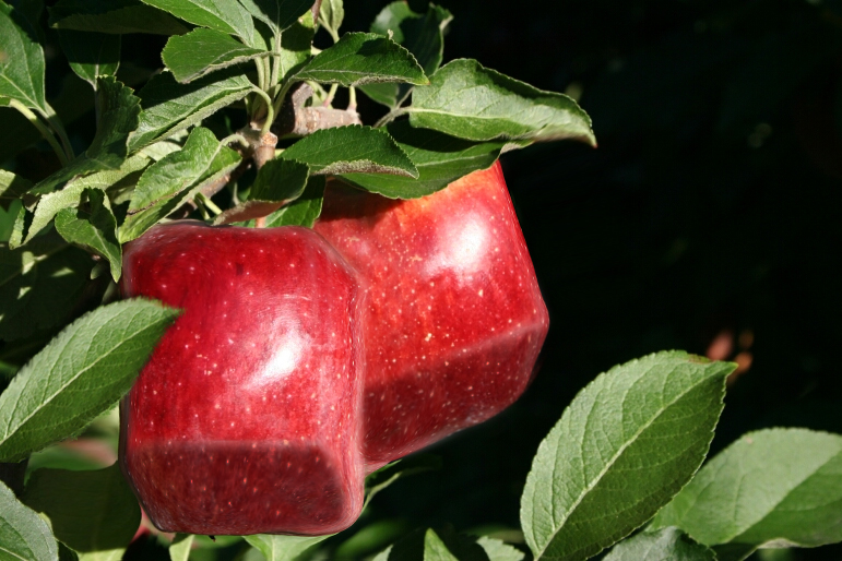 Diseño de Photoshop por slopuc para DesignCrowd (Community Contests) | Diseño #8942595