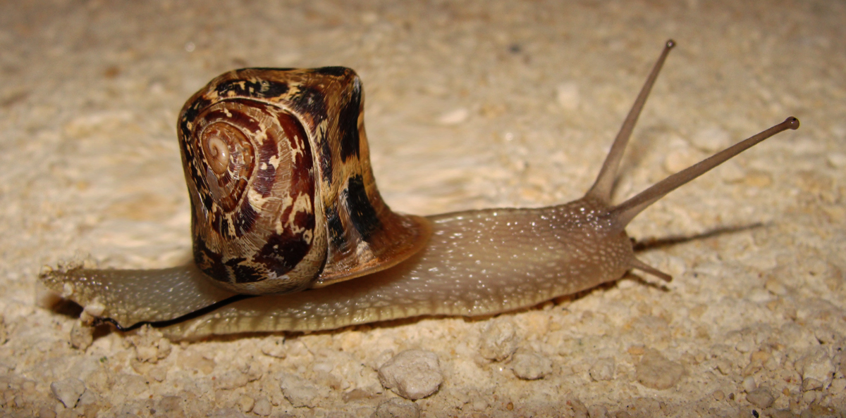 Photoshop Design by pisapdales for DesignCrowd (Community Contests) | Design #8942515